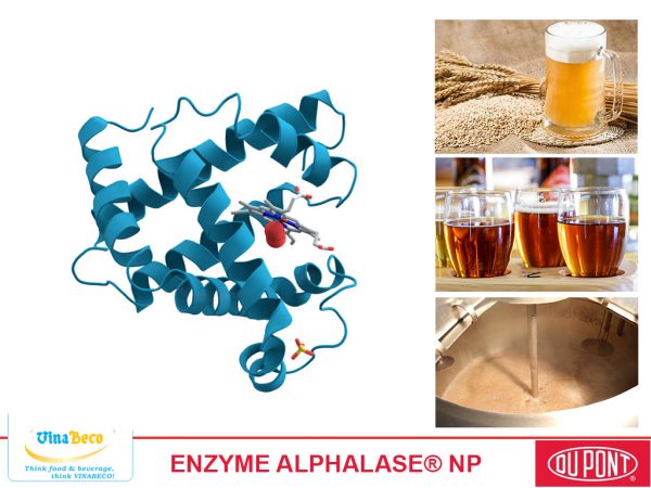 Enzyme Alphalase NP - VinaBeco - Công Ty CP Công Nghệ Bia Rượu Nước Giải Khát Việt Nam